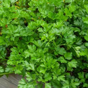 Persil Gigante d'Italie (Géant d'Italie)